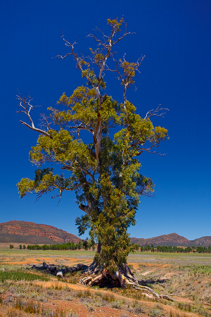 The Cazneaux Tree