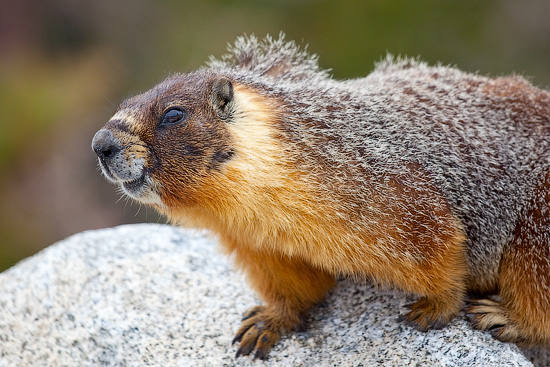 Yellow-bellied Marmot