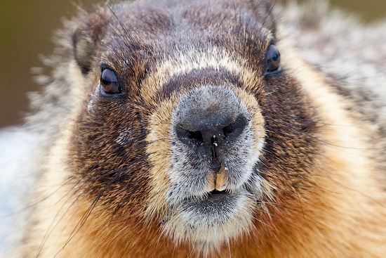 Yellow-bellied Marmot